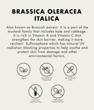 One Thing Brassica Oleracea Italica (Broccoli) Extract (150ml)